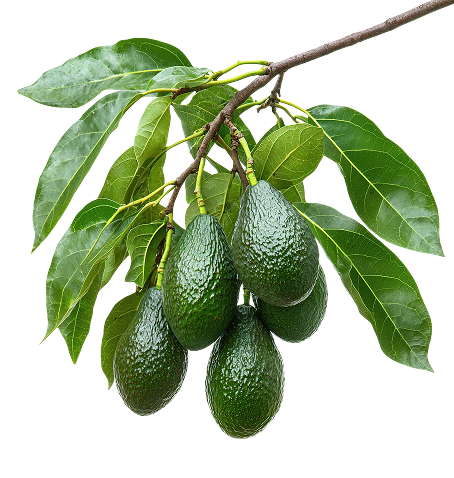 Avocado